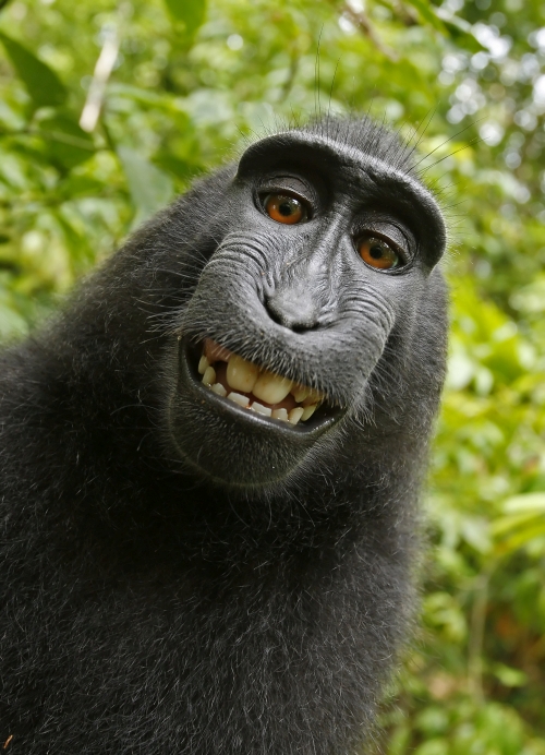 Opice makak a její selfíčko